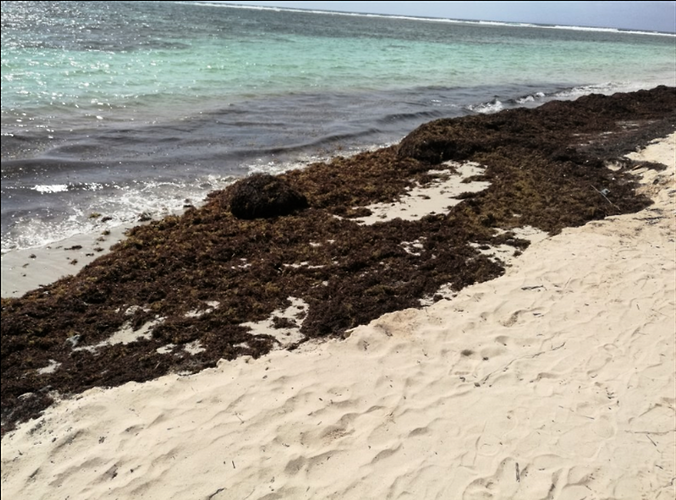 Re: Sargasses Guadeloupe  - Frederic-Maillot