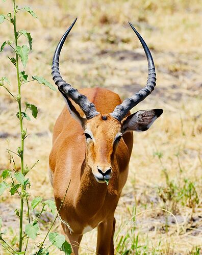 Voyage inoubliable en Tanzanie - CORADOM