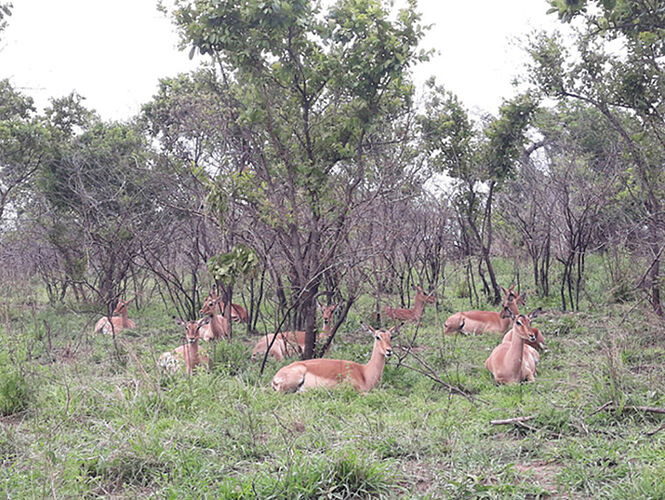 Re: Au paradis ! Compte rendu d'un voyage de 2 petites semaines en Afrique du Sud - L-argonnais Re: Au paradis ! Compte rendu d'un voyage de 2 petites semaines en Afrique du Sud - L-argonnais