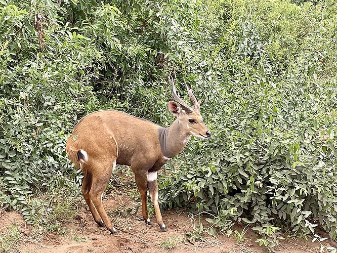 Re: Tanzanie en Décembre, les parcs du Nord sous le signe de la chance! - PATOUTAILLE