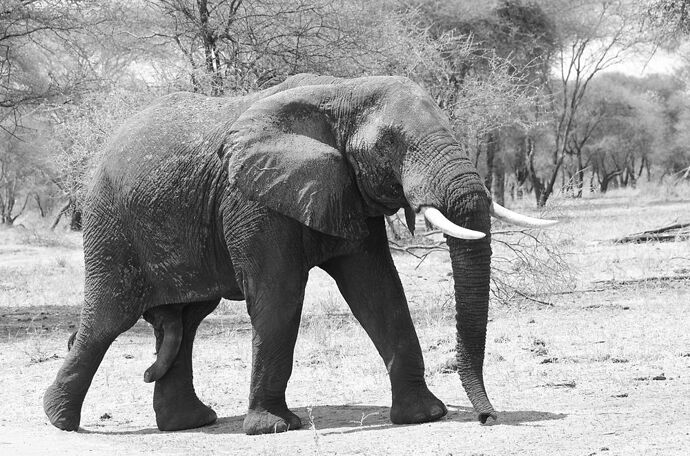 Le roi du Tarangire : l'éléphant - fabienne65