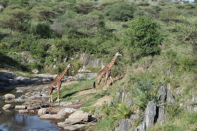 Re: Waltz Tours Safaris en Tanzanie - Laura-Plp