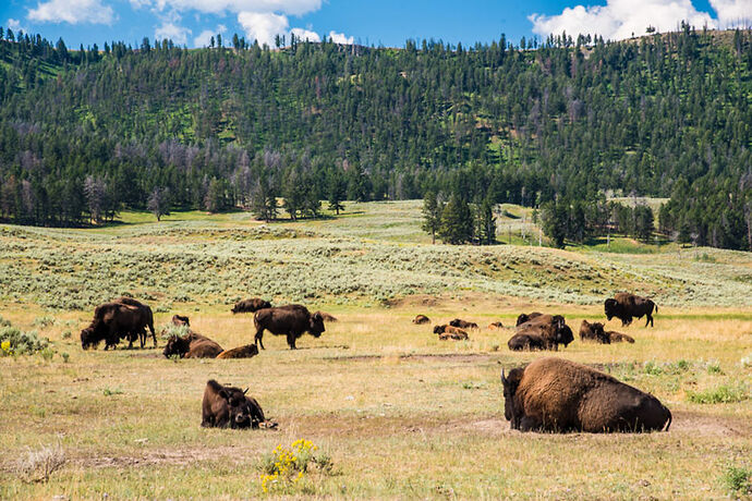 Dimanche 30 Juillet – Lamar Valley – Bear Tooth Hwy - darth