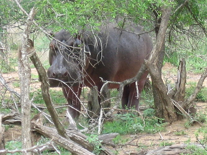 Re: Les vaccins préconisés pour le parc Kruger - ulysse35