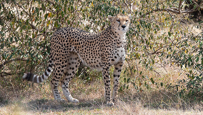 Re: Kenya juillet 2021 un nouveau safari de Samburu au Massai Mara en passant par Meru et Aberdare NP - Karen56