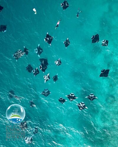 Maldives Snorkeling - Juin - Baa Atoll - Mantas saison 19 Juin 2019 - Philomaldives Guide Safaris