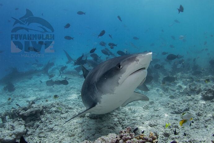 Tiger Sharks in Maldives - Gnaviyani Atoll - Equateur du sud - Philomaldives Ex guide Safaris