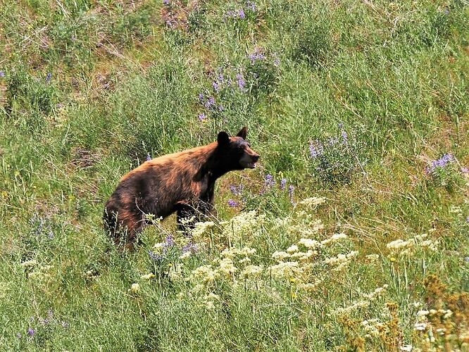 L'Ouest canadien à pleins poumons: épisode 2, l'Okanagan et la route vers la côté, via Whistler - fabienne65