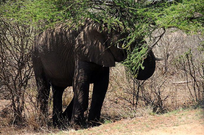 Re: Au paradis ! Compte rendu d'un voyage de 2 petites semaines en Afrique du Sud - L-argonnais Re: Au paradis ! Compte rendu d'un voyage de 2 petites semaines en Afrique du Sud - L-argonnais