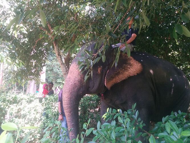 Tutorial sanctuaire des éléphants Kuala Gandah - Servanel