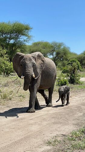 Re: Safari sur mesure et extension Zanzibar avec Virginie et l'agence Kibowhy - Elephanteau