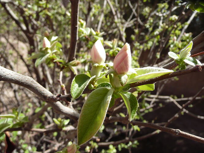 cognassiers en fleurs - Milouxx