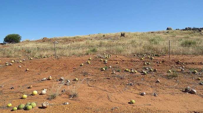 Re: Australie 2017, Côte Ouest de Broome à Perth - PATOUTAILLE