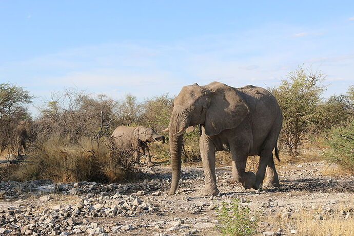 Re: La Namibie en mode tortue - Cathyves