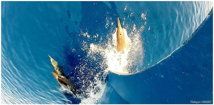 Re: Les Requins - Baleine Observables toute l'année aux Maldives - Philomaldives Guide Safaris