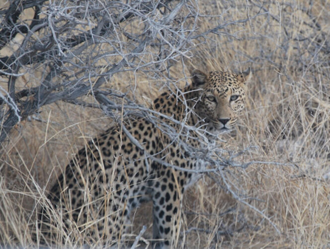 Récit d'un merveilleux voyage en Namibie j3 - llce