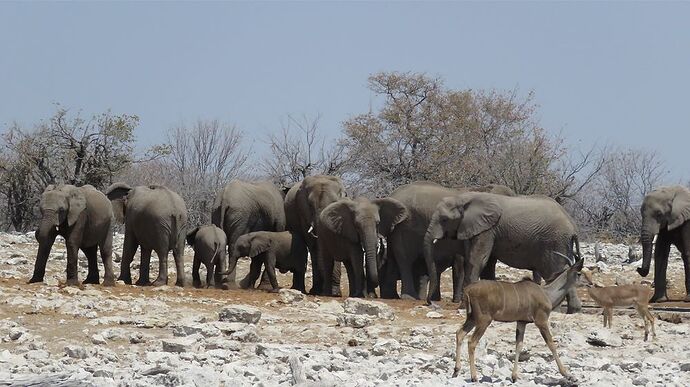 Re: NAMBOTSVIC Namibie- Botswana- Victoria Falls, 3 semaines magiques - PATOUTAILLE