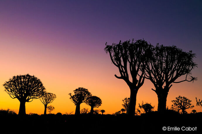 Sunset at Quiver Tree Forest - Millie