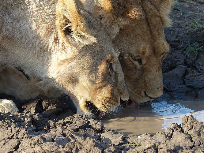 Première famille de lions - 2ème jour dans le Serengeti - fabienne65