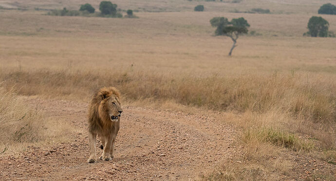 Re: Kenya juillet 2021 un nouveau safari de Samburu au Massai Mara en passant par Meru et Aberdare NP - Karen56