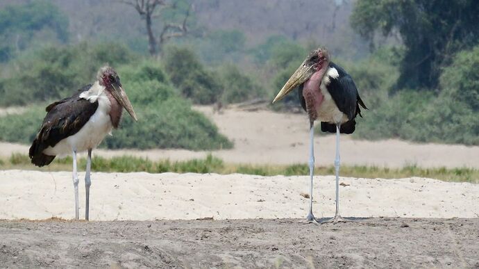 Re: NAMBOTSVIC Namibie- Botswana- Victoria Falls, 3 semaines magiques - PATOUTAILLE