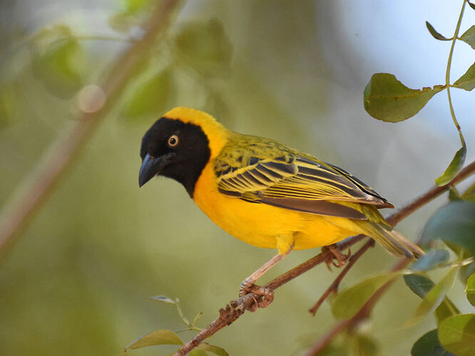 Re: Au paradis ! Compte rendu d'un voyage de 2 petites semaines en Afrique du Sud - L-argonnais Re: Au paradis ! Compte rendu d'un voyage de 2 petites semaines en Afrique du Sud - L-argonnais