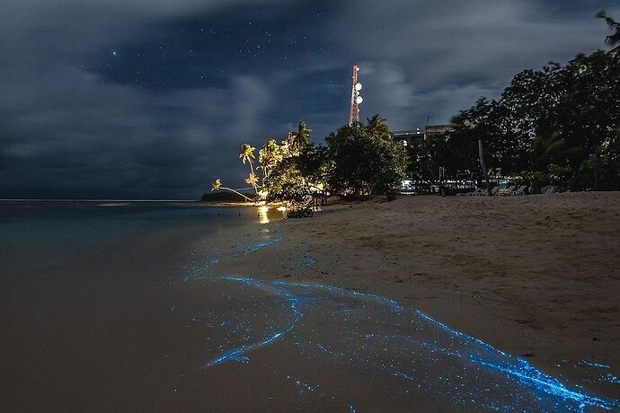 Glowing Beach - Maldives - bioluminescence du plancton  - Philomaldives Ex guide Safaris