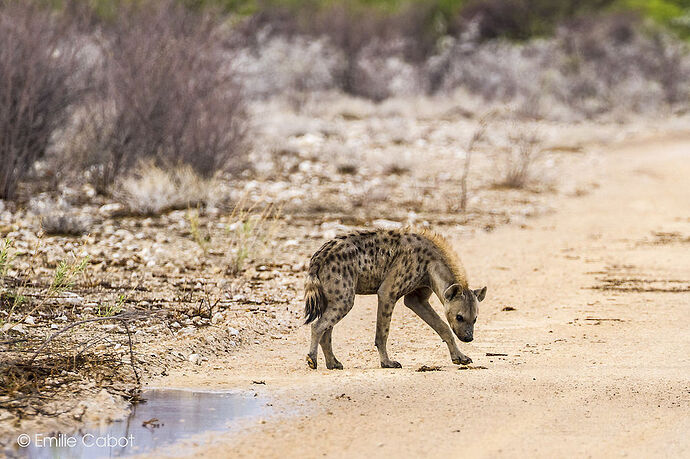 Dernier jour à Etosha - Millie