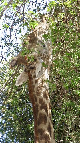 Re: NAMBOTSVIC Namibie- Botswana- Victoria Falls, 3 semaines magiques - PATOUTAILLE