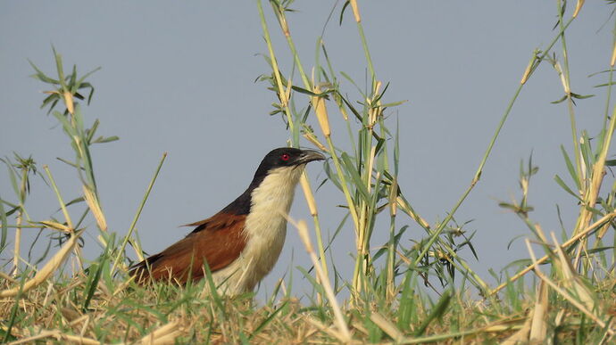 Re: NAMBOTSVIC Namibie- Botswana- Victoria Falls, 3 semaines magiques - PATOUTAILLE