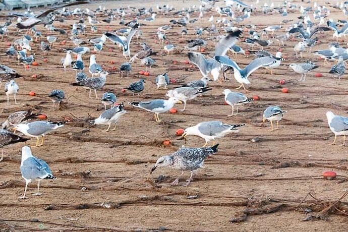 5 jours à Essaouira, une des perles de l'Atlantique, récit et photos - Sonia-Fatima Chaoui