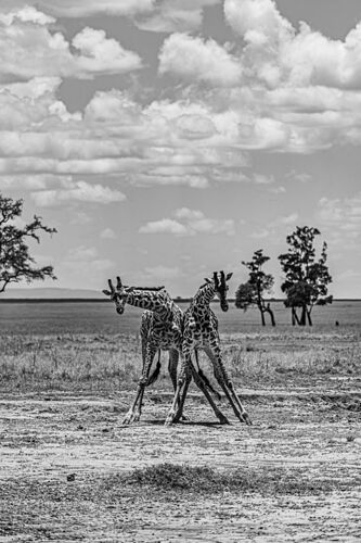 Re: Parenthèse enchantée au Masaï Mara chez Melting Pot Safaris - Mattsupertramp