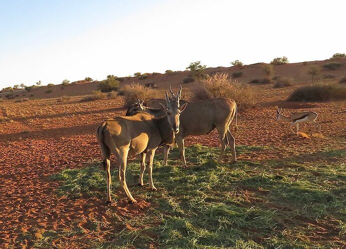 Re: Activités Bagatelle Kalahari Game Ranch - PATOUTAILLE