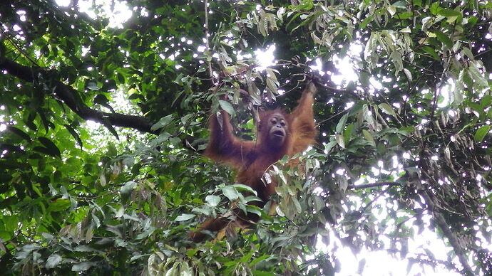 retour trekking Bukit Lawang - chgut