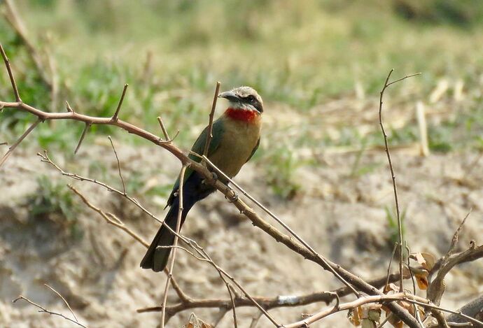 Re: NAMBOTSVIC Namibie- Botswana- Victoria Falls, 3 semaines magiques - PATOUTAILLE