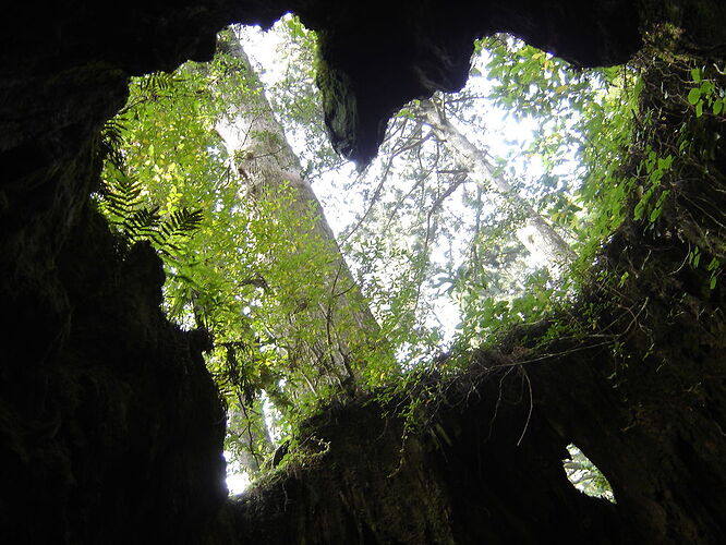 Photos Yakushima - Rodolphe4478