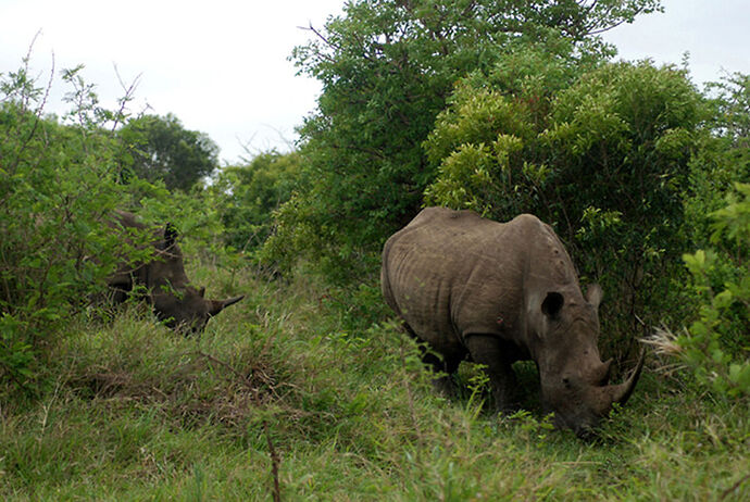 Re: Au paradis ! Compte rendu d'un voyage de 2 petites semaines en Afrique du Sud - L-argonnais Re: Au paradis ! Compte rendu d'un voyage de 2 petites semaines en Afrique du Sud - L-argonnais