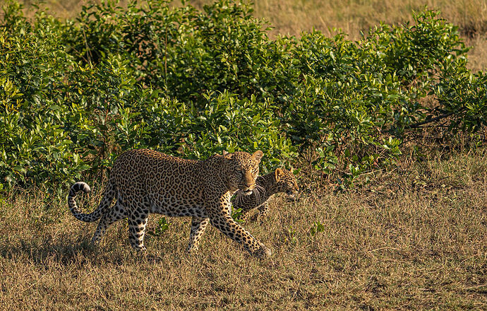 Re: Parenthèse enchantée au Masaï Mara chez Melting Pot Safaris - Mattsupertramp