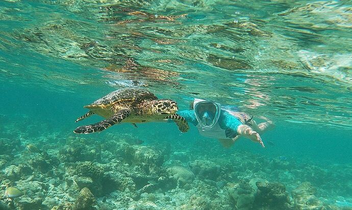 Re: Maldives janvier avril 2023 : quel resort pour un snorkeling riche en faune et accessible directement depuis l'hôtel ? - nounoujane