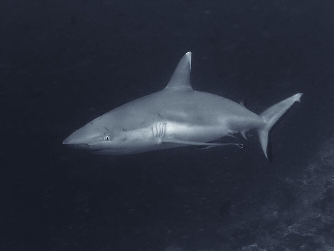 Ari Atoll Ouest - Moofushi  Kandu  - Sharks Dive - Philomaldives Guide Safaris