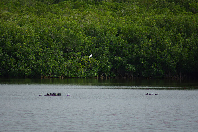 Découverte de le FLORIDE - Les KEYS & Les EVERGLADES - cartesien