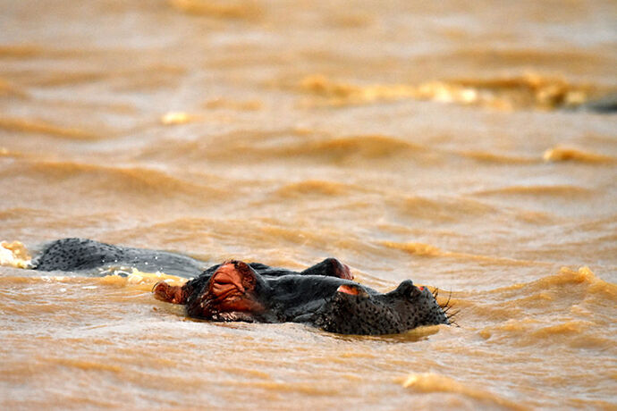 Re: Au paradis ! Compte rendu d'un voyage de 2 petites semaines en Afrique du Sud - L-argonnais Re: Au paradis ! Compte rendu d'un voyage de 2 petites semaines en Afrique du Sud - L-argonnais