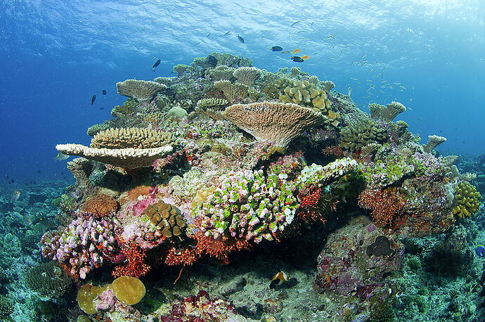 Corail dur aux Maldives - Philomaldives  Guide  Maldives
