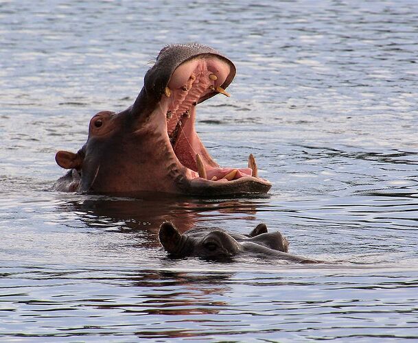 Re: Voir des hippopotames par soi-même en Gambie - jem