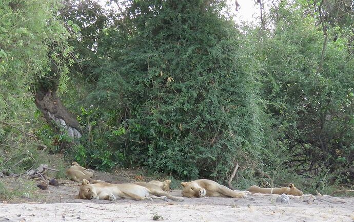 Re: NAMBOTSVIC Namibie- Botswana- Victoria Falls, 3 semaines magiques - PATOUTAILLE