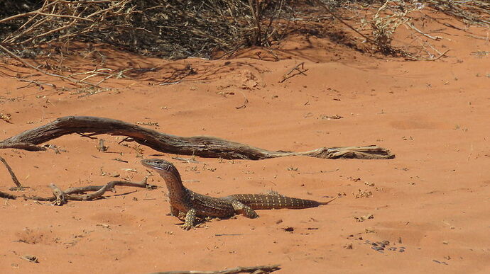 Re: Australie 2017, Côte Ouest de Broome à Perth - PATOUTAILLE