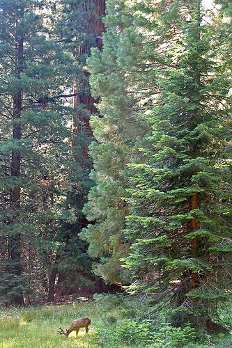 Sequoia National Park  - Hiacinthe