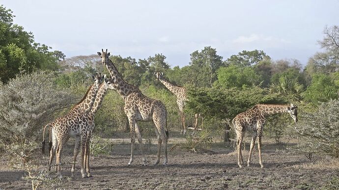 Re: Choix de safari en Tanzanie - puma