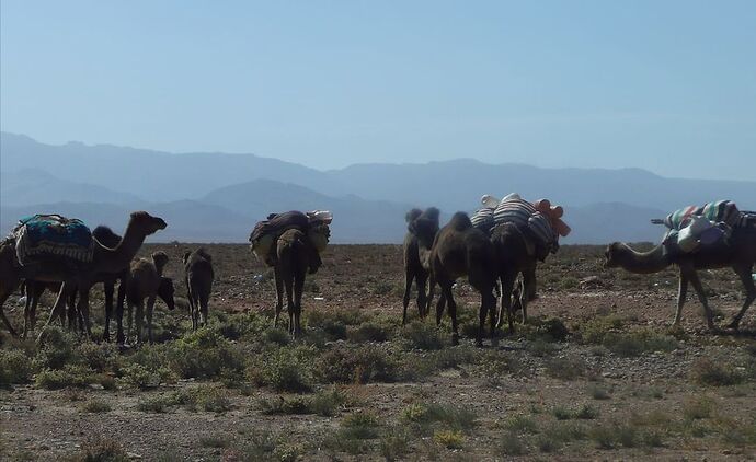 Re: Au retour de notre voyage en famille dans le sud du Maroc  - Kelyah