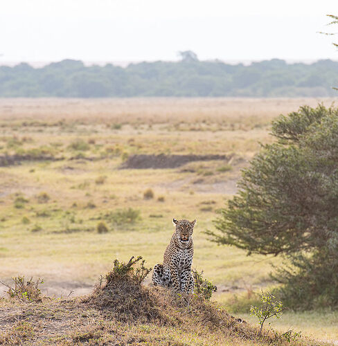 Re: Kenya juillet 2021 un nouveau safari de Samburu au Massai Mara en passant par Meru et Aberdare NP - Karen56